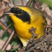 Belding's Yellowthroat